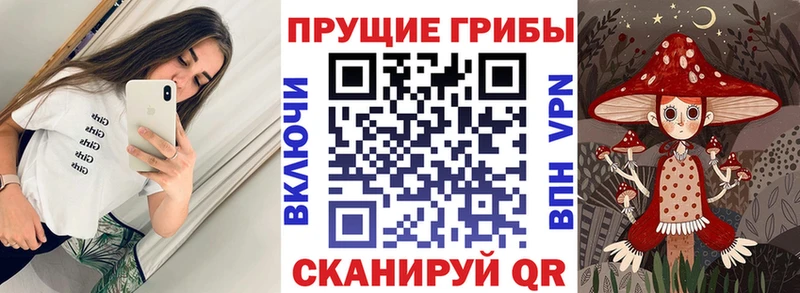 Купить  Динская  Псилоцибиновые грибы мицелий 